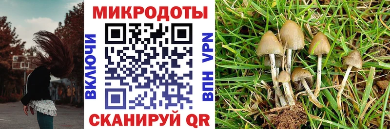 Купить где  Сурск  Галлюциногенные грибы мицелий 